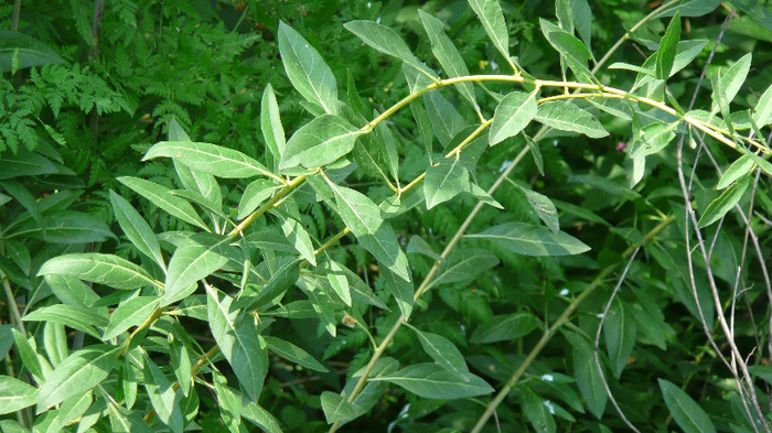 P1230948 - Goji DUMENI 15 iunie 2011