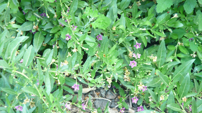 P1230960 - Goji DUMENI 15 iunie 2011