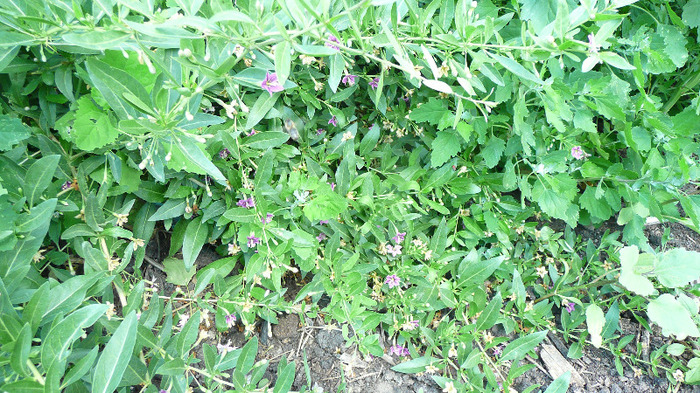 P1230961