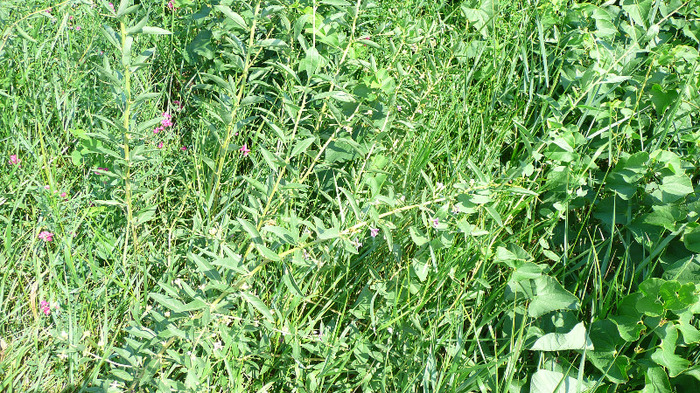 P1230981