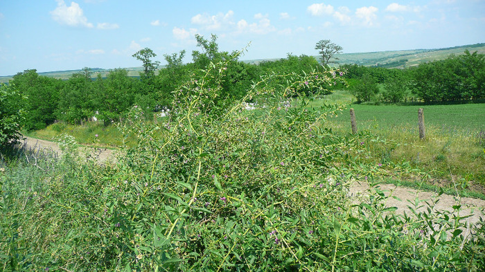 P1240003 - Goji DUMENI 15 iunie 2011