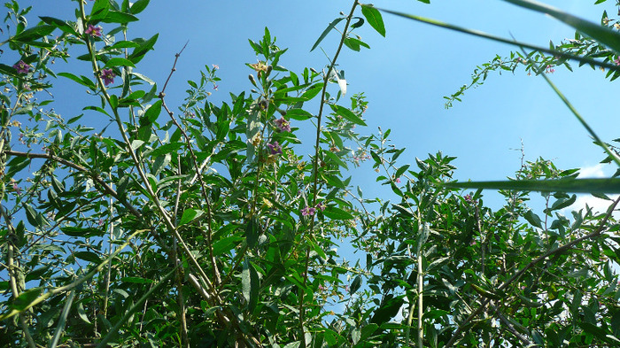 P1240007 - Goji DUMENI 15 iunie 2011