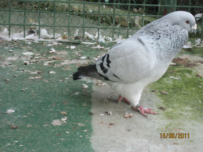 Porumbei 2011 052