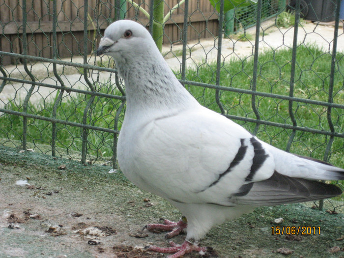 Porumbei 2011 054