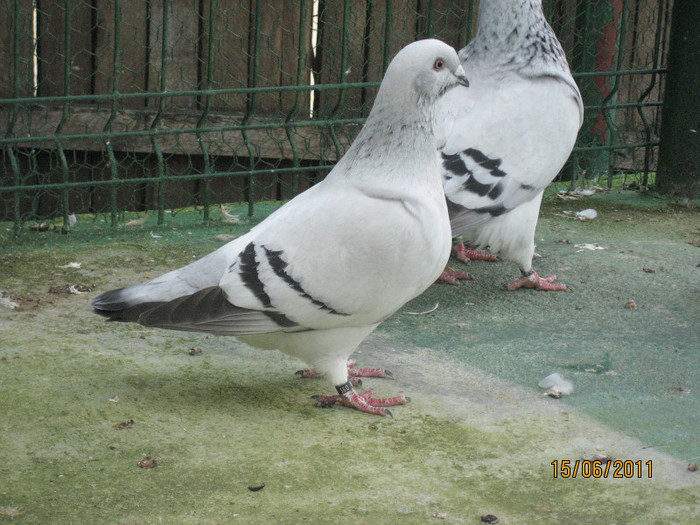 Porumbei 2011 056
