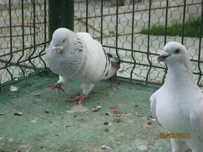 Porumbei 2011 058