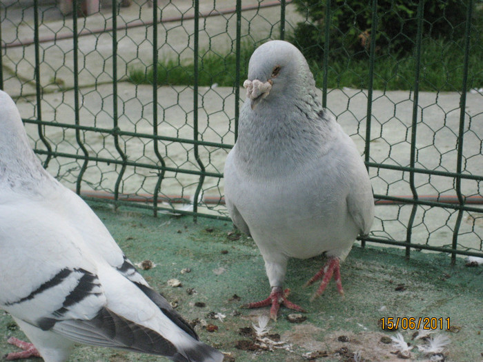 Porumbei 2011 059