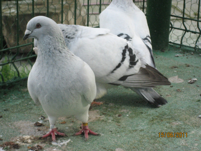 Porumbei 2011 060