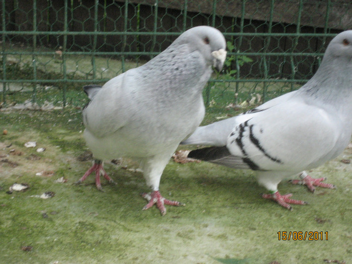 Porumbei 2011 069