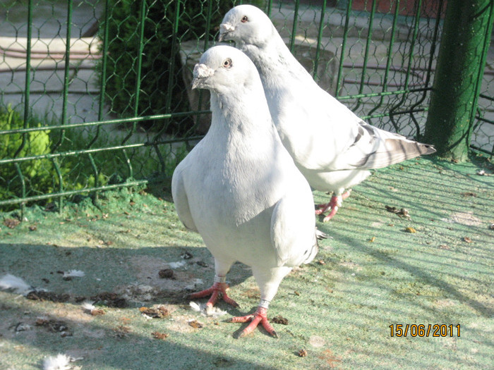 Porumbei 2011 079