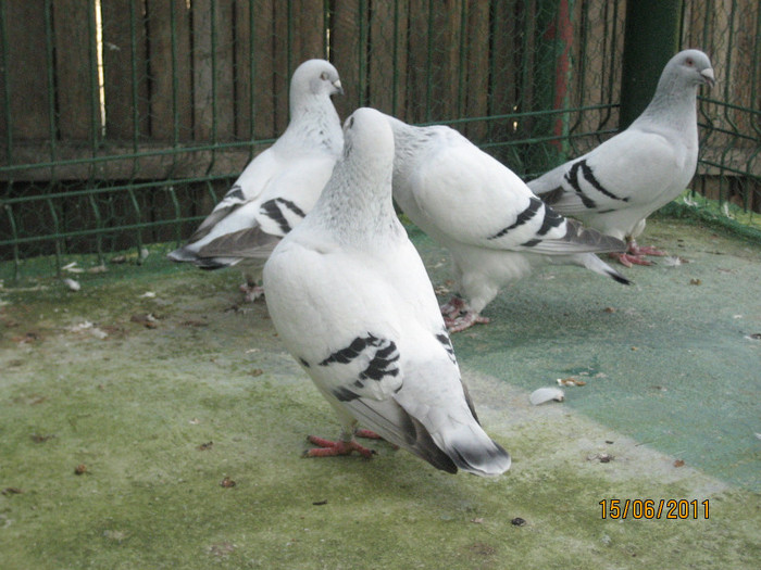 Porumbei 2011 080