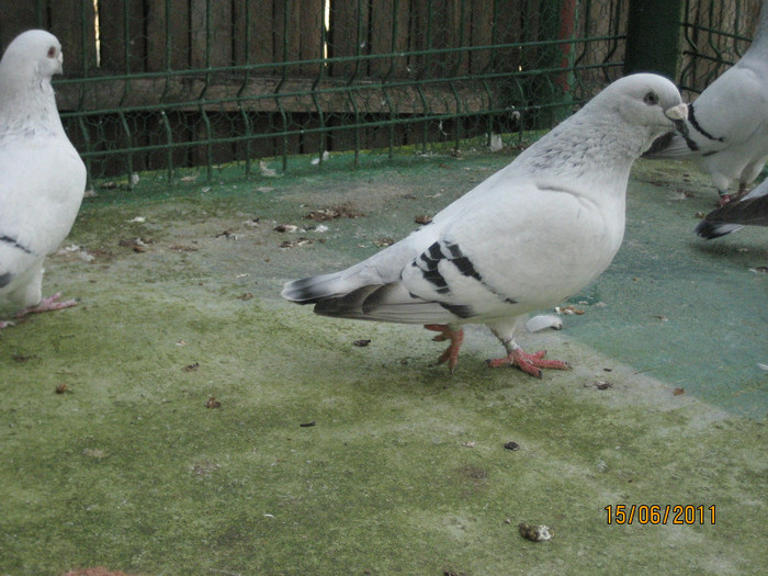Porumbei 2011 081