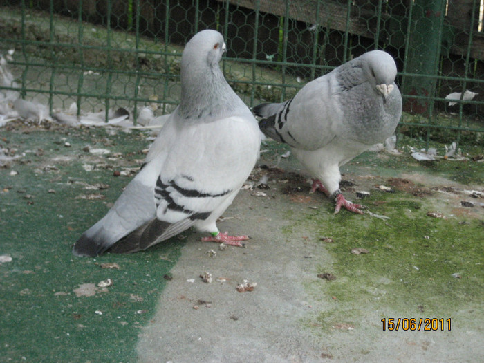 Porumbei 2011 083