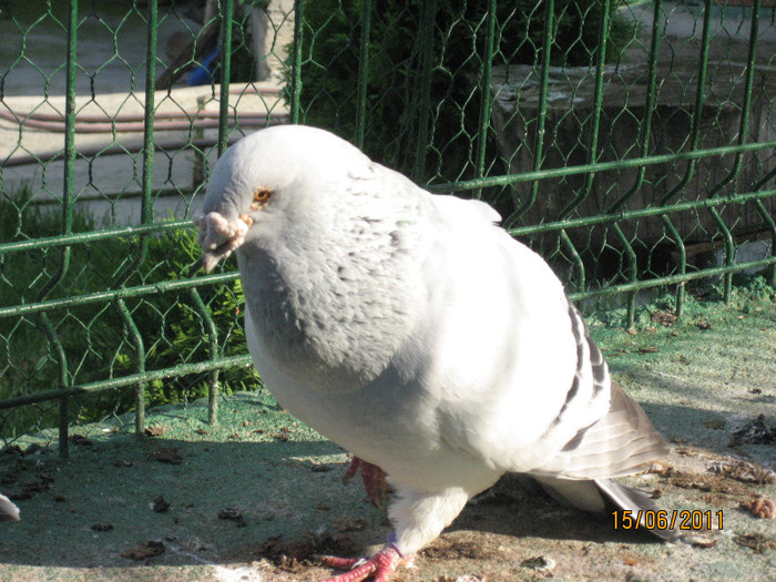 Porumbei 2011 086