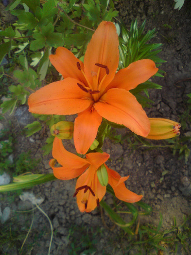 DSC00739
