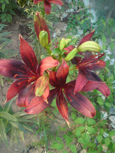 DSC00743