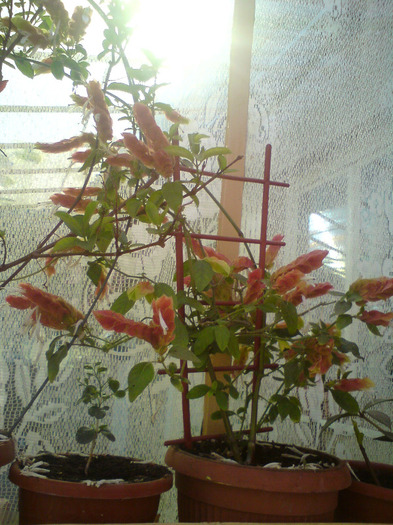 DSC00780