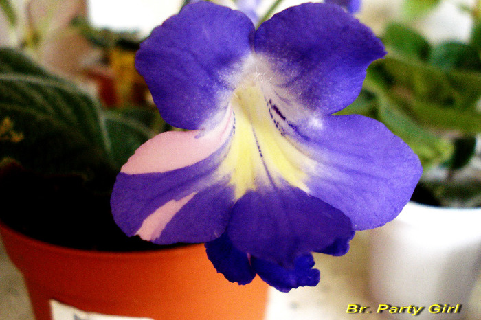 Br. Party Girl (14-06-2011)fost