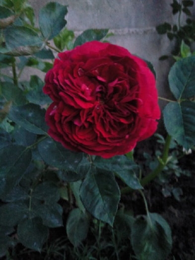 fallstaff-semicatarator; un trandafir foarte deosebit si foarte frumos-parfumat
