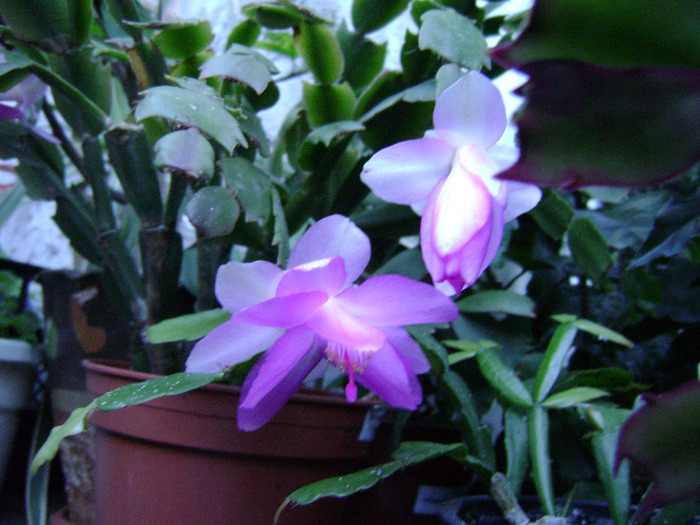 DSC06456 - SCHLUMBERGERA 2011