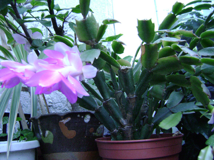 DSC06452 - SCHLUMBERGERA 2011