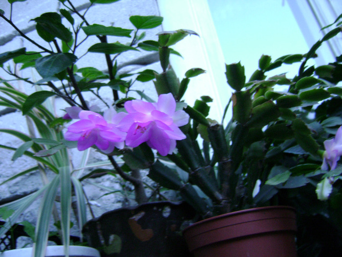 DSC06453 - SCHLUMBERGERA 2011