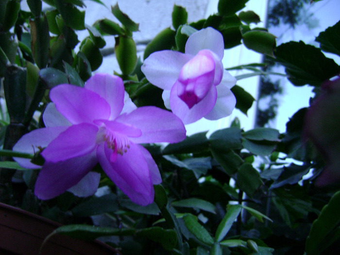 DSC06455 - SCHLUMBERGERA 2011