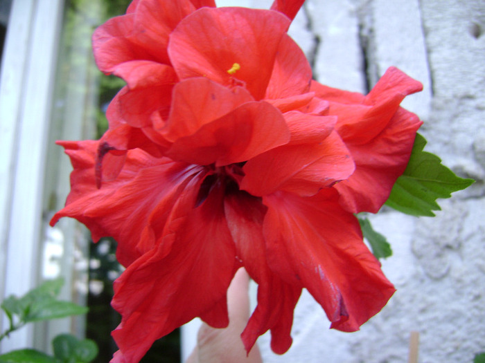 DSC06427 - hibiscus 2011