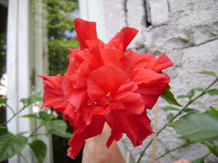 DSC06428 - hibiscus 2011