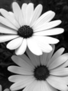 Black_and_White_Flowers__1234181024
