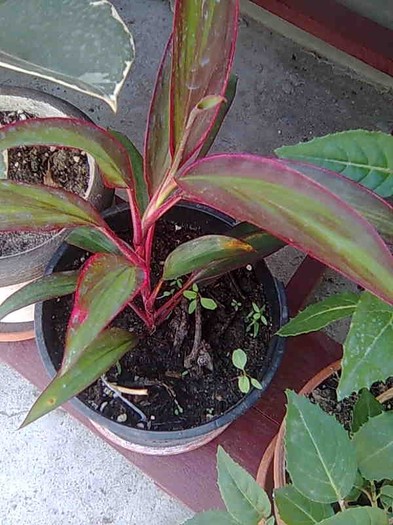 Cordyline - Plante cu frunze colorate