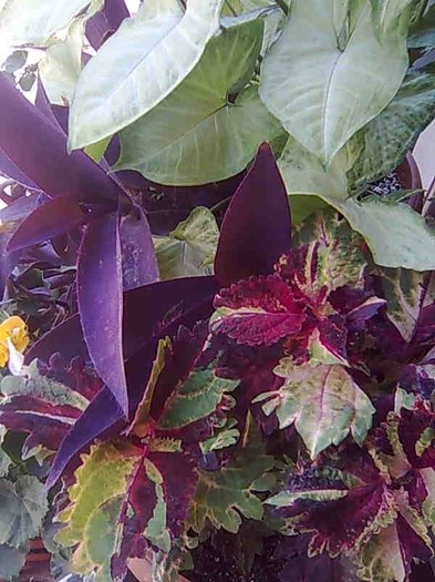 singonyum,tradescantia si coleus