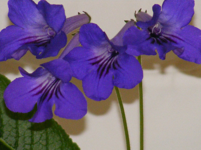  - streptocarpus violet