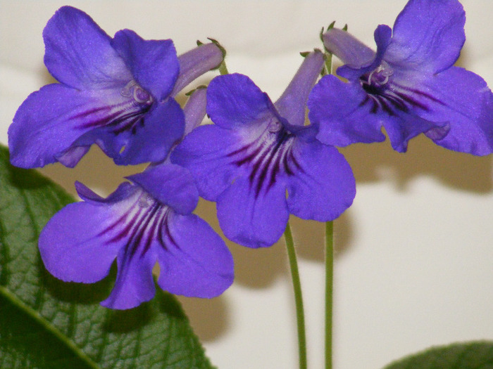  - streptocarpus violet