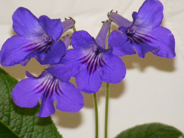  - streptocarpus violet