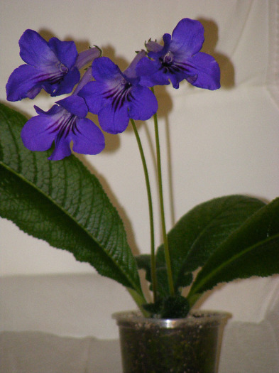  - streptocarpus violet