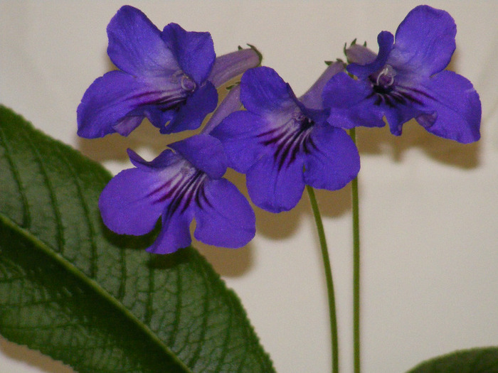  - streptocarpus violet