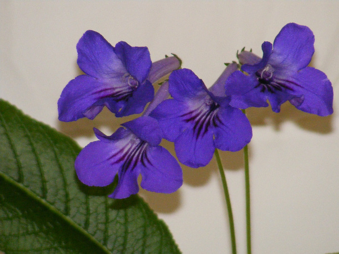  - streptocarpus violet