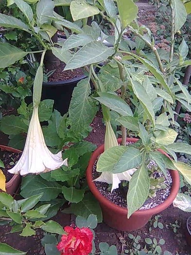 Imagine136 - brugmansia