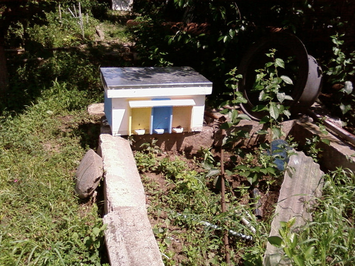 roinita cu 2 familii