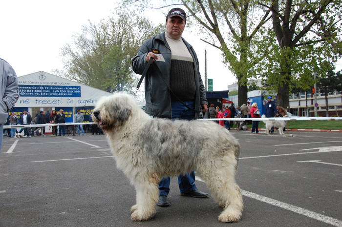 Suceava 2011 - Conda Dee-Dee