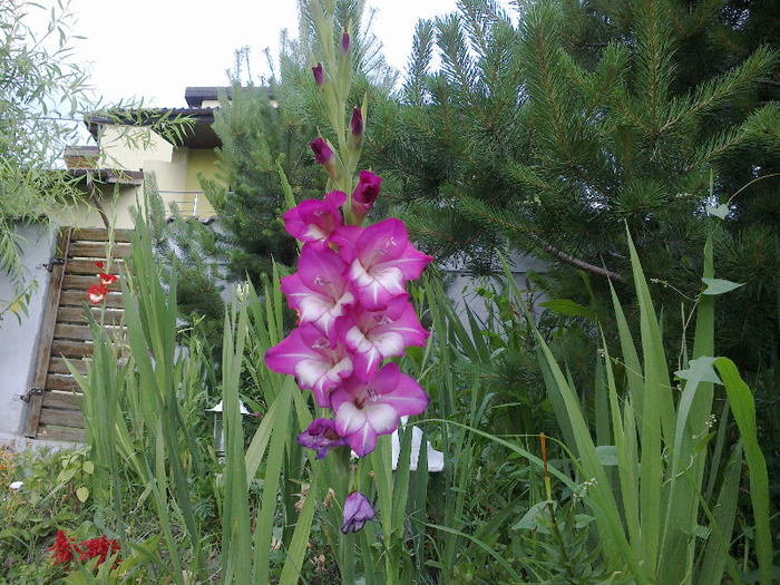 16.iunie 2011 - gladiole