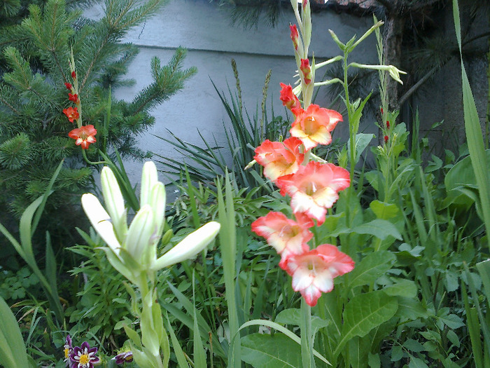 16.iunie 2011 - gladiole