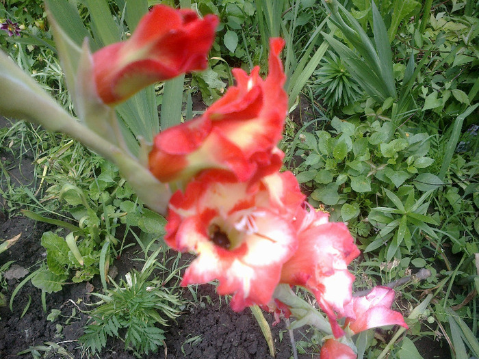 16.iunie 2011 - gladiole