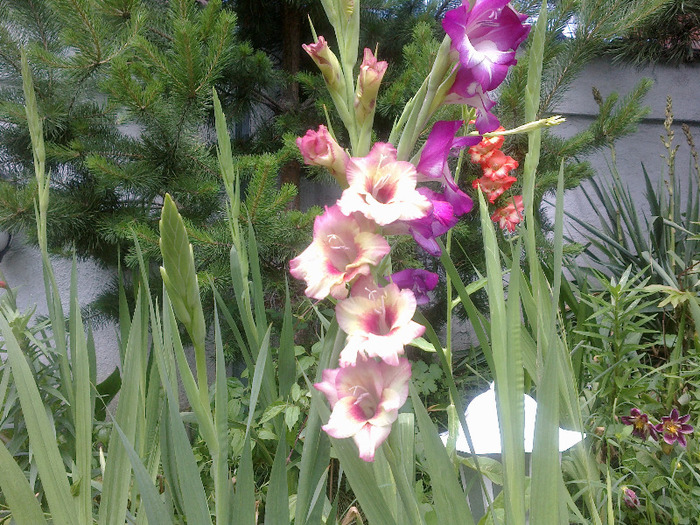 16.iunie 2011 - gladiole