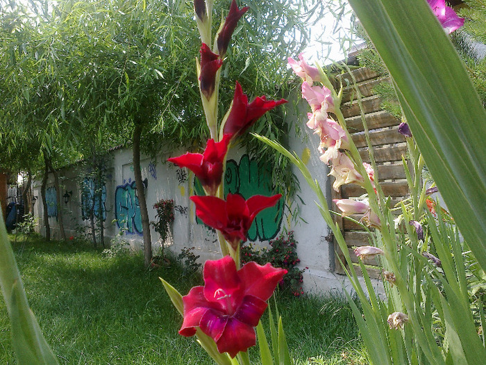 16.iunie 2011 - gladiole