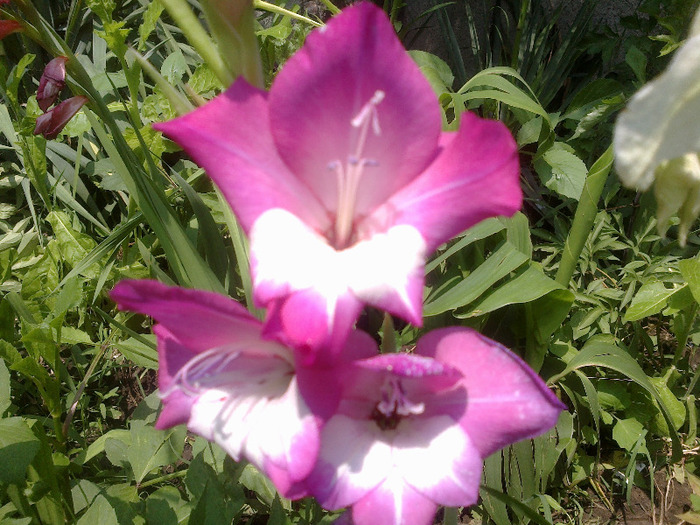 16.iunie 2011 - gladiole