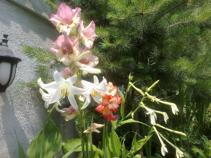 16.iunie 2011 - gladiole