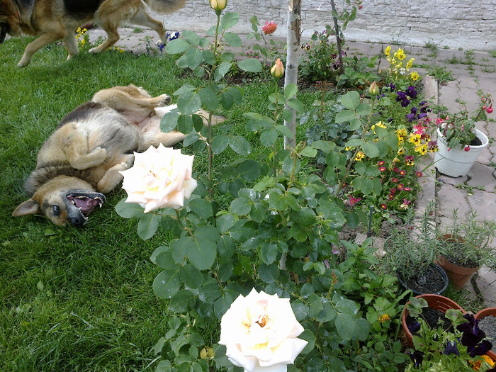16.iunie 2011 trandafiri 003 - Trandafir necunoscut