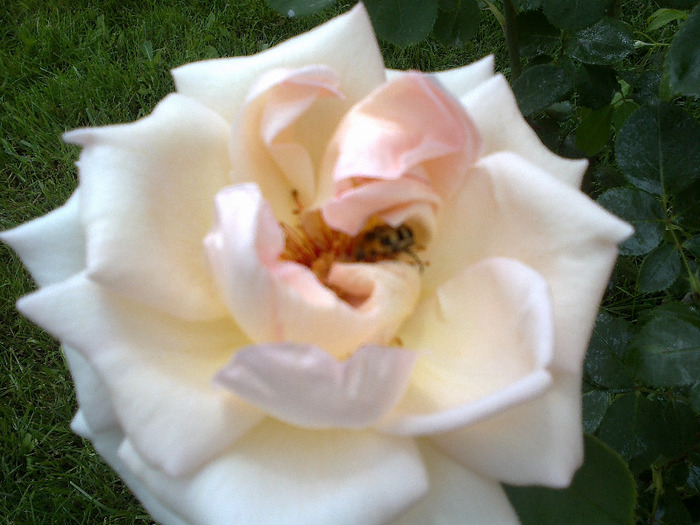 16.iunie 2011 trandafiri 004 - Trandafir necunoscut